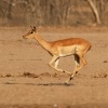 Impala - Aepyceros melampus o9753